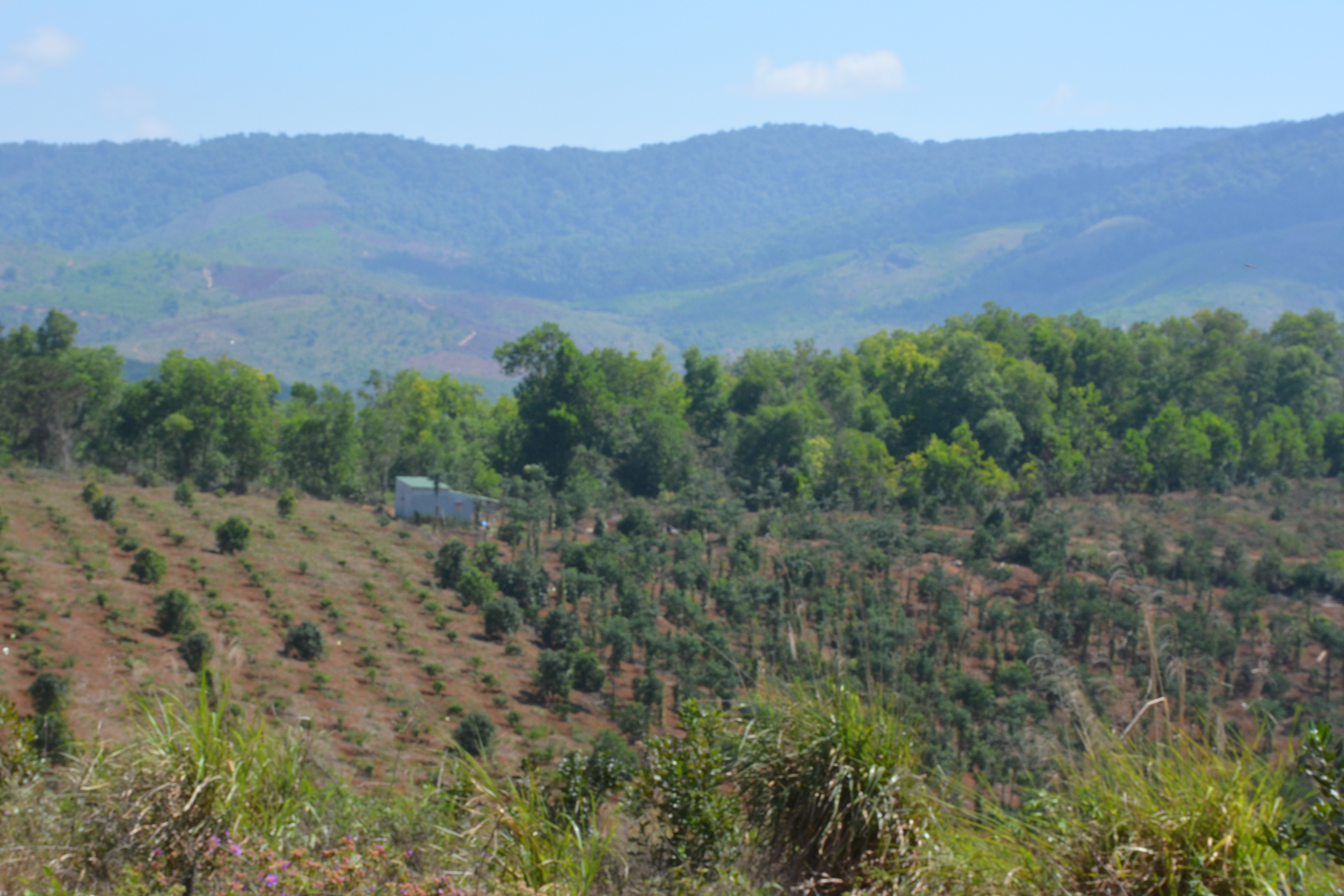 8 năm chưa thu hồi xong diện tích rừng giao khoán sai đối tượng